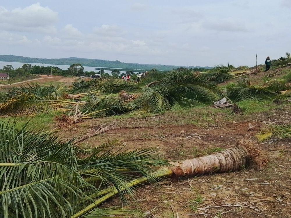 Perkebunan Kelapa Warga Pulau Rempang Diratakan BP Batam