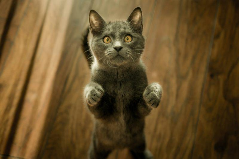 5 Buah Paling Beracun untuk Kucing, Picu Penyakit hingga Kematian