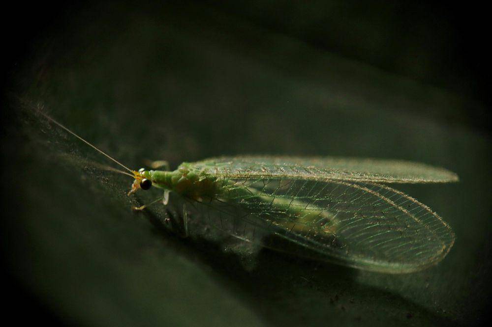 Lacewing (pixabay.com/FranciscoJavierCoradoR)