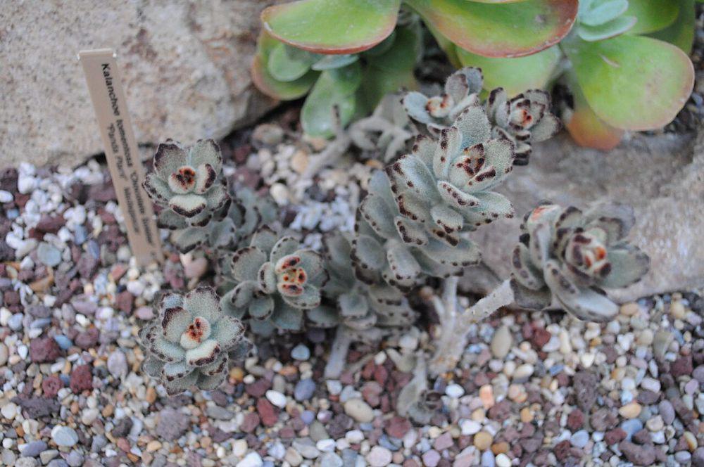 panda plant (commons.wikimedia.org/Joe Mabel)