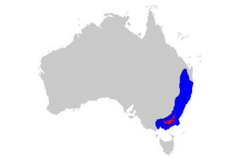 wilayah persebaran katak pohon bersiul (commons.wikimedia.org/Tnarg 12345)