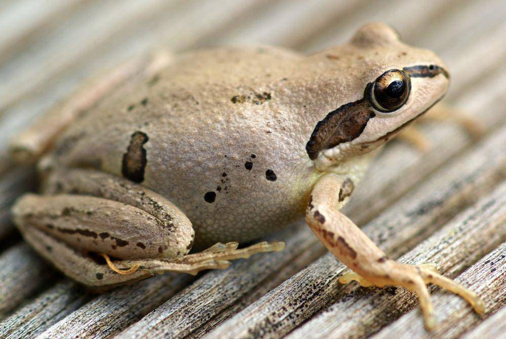 katak pohon bersiul (commons.wikimedia.org/Ian Sutton)