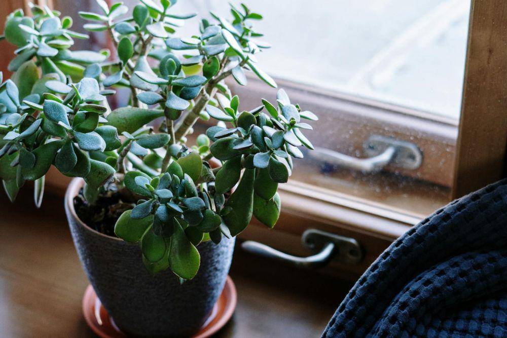 jade plant (pexels.com/cottonbro studio)