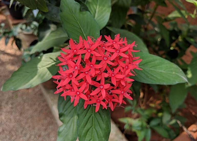 potret bunga pentas (commons.wikimedia.org/Vengolis)