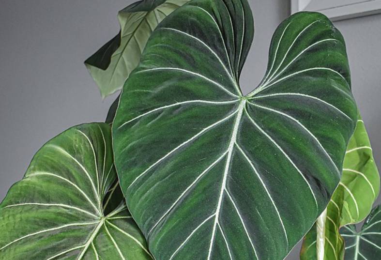 potret philodendron gloriosum (commons.wikimedia.org/Myplantcollection_)
