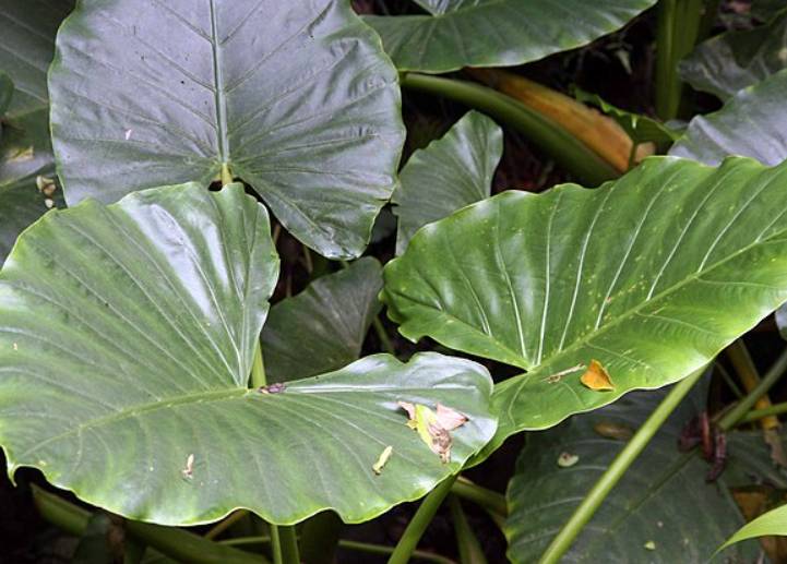potret alocasia macrorrhiza (commons.wikimedia.org/David J. Stang)
