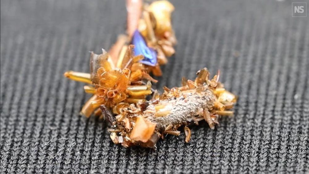 Fakta Menarik Ulat Bone Collector, Penyamar Hebat dari Hawaii