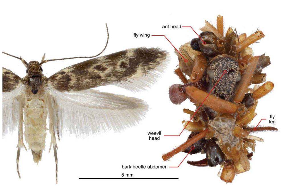 Ulat Bone Collector dan sarangnya (kanan) dihiasi bagian tubuh semut, kumbang, dan lalat. (dok. Gwern/Hawaiian caterpillar patrols spiderwebs camouflaged in insect prey’s body parts.)