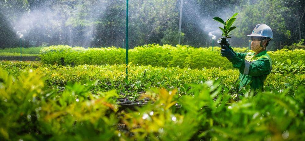 Ilustrasi rehabilitasi lahan pasca-tambang.