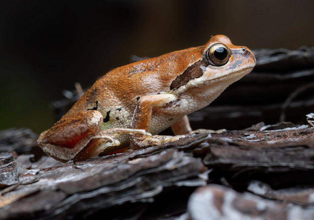 katak pohon bersiul (commons.wikimedia.org/JJ Harrison)