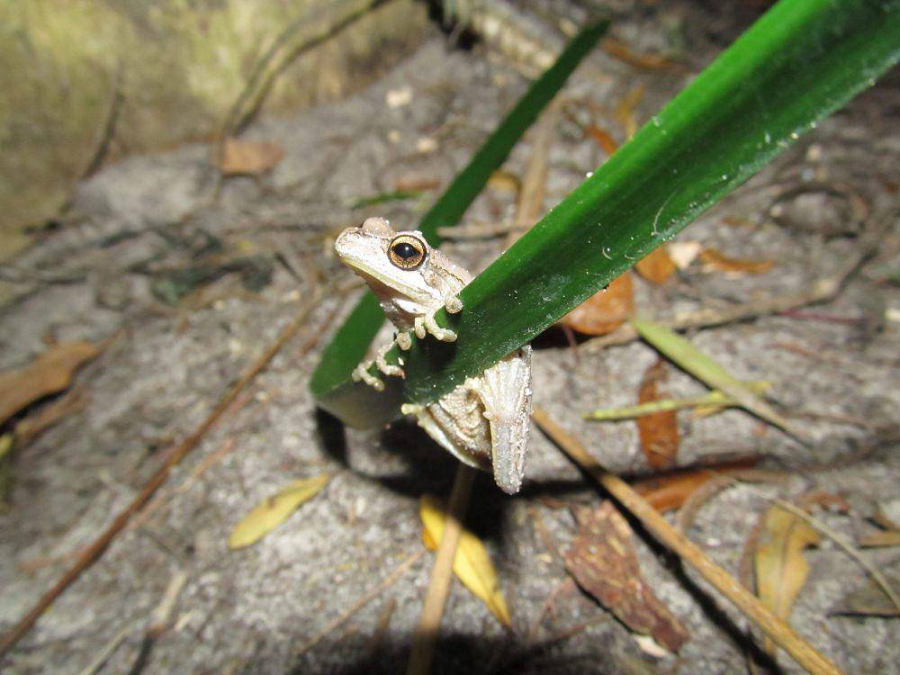 katak pohon bersiul (commons.wikimedia.org/Matt)
