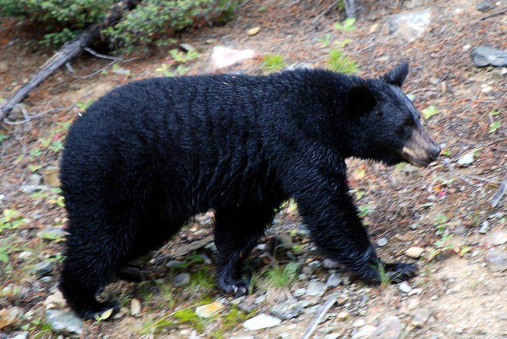 Beruang hitam amerika (commons.wikimedia.org/HBarrison)