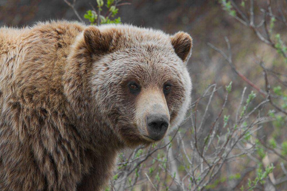 Beruang grizzly (commons.wikimedia.org/Gregory "Slobirdr" Smith)