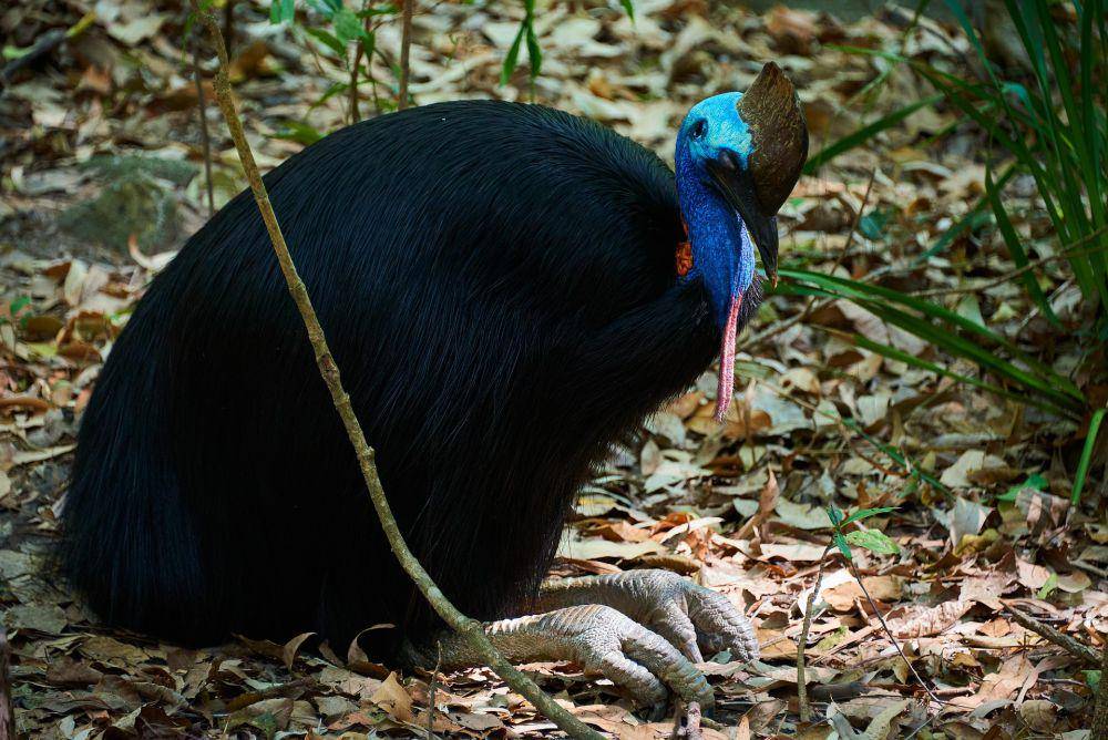Kasuari adalah burung besar tak bisa terbang (pixabay.com/Josh Snader)