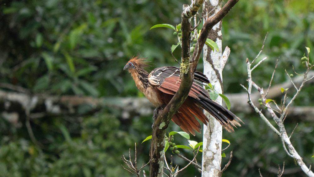 Hoatzin punya cakar seperti burung purba (pixabay.com/Herbert Bieser)