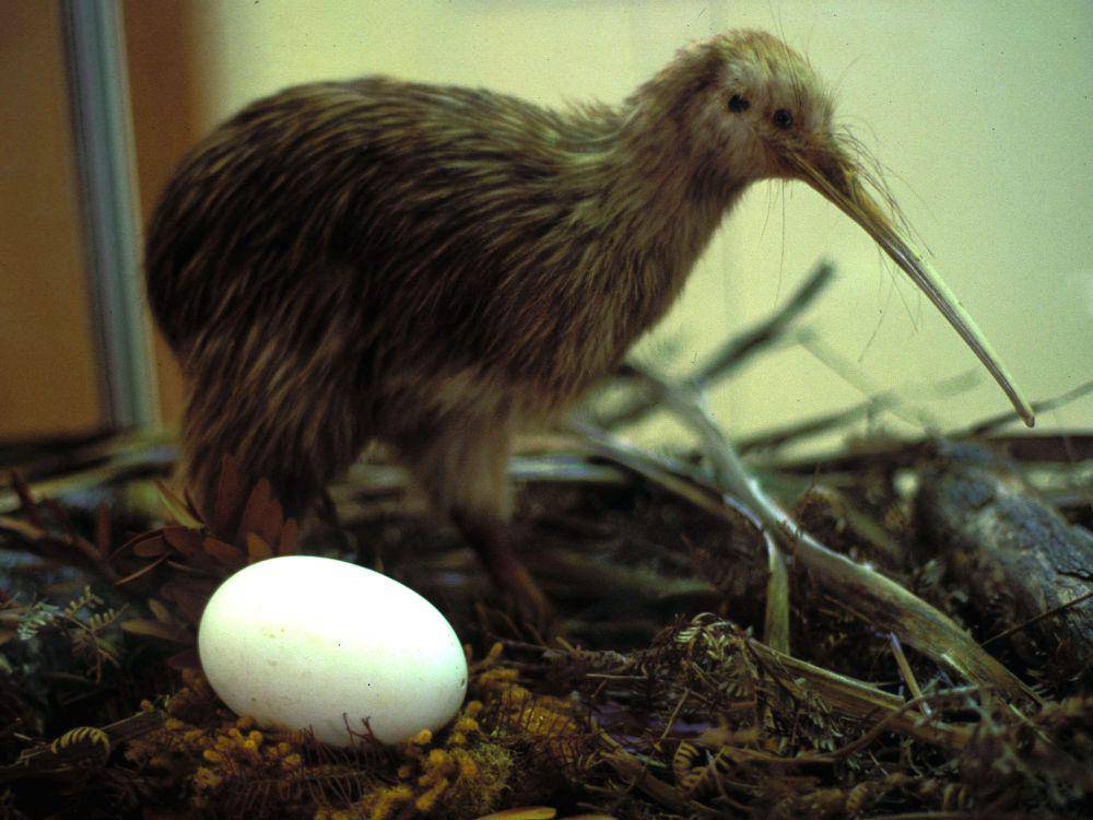 Kiwi adalah salah satu burung purba (commons.wikimedia.org/Hannes Grobe)