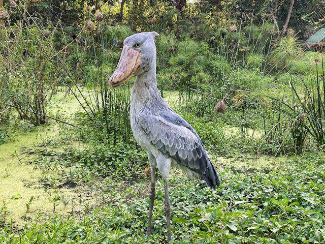 Shoebill punya tampilan menyeramkan (unsplash.com/Melissa Askew)