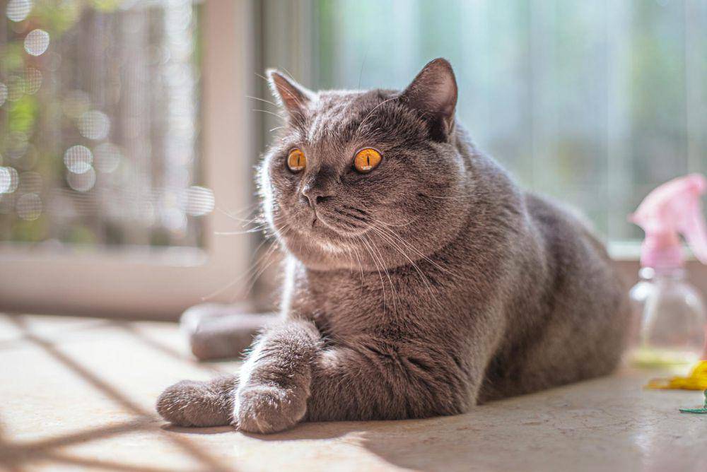 ilustrasi kucing (pexels.com/AG ZN)