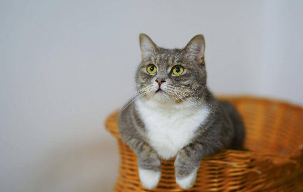 ilustrasi kucing (pexels.com/Cats Coming)