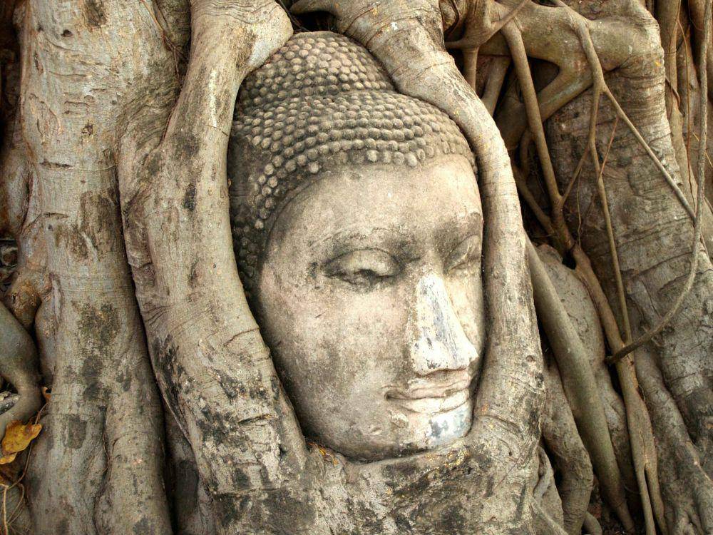 Potret The Bodhi Tree di Bodh Gaya (icon0 com/pexels.com)