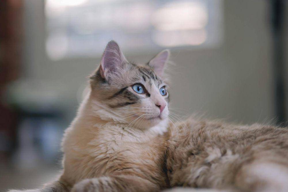ilustrasi kucing (pexels.com/Owen Mao)