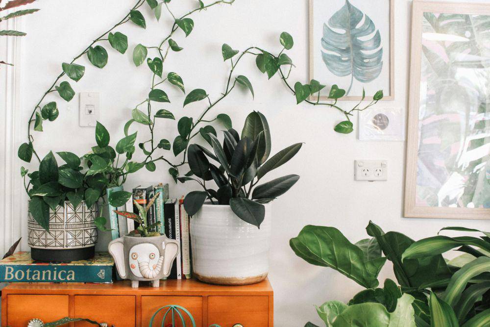 ilustrasi tanaman hias penyaring udara (unsplash.com/Prudence Earl)