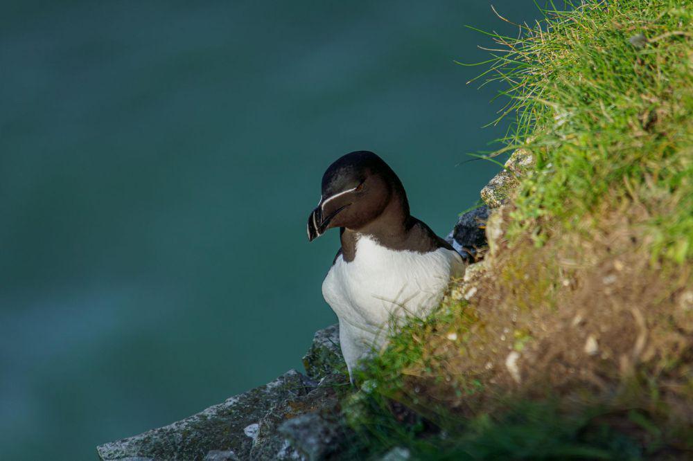 5 Fakta Unik Burung Razorbill, Penyelam Handal yang Begitu Elegan