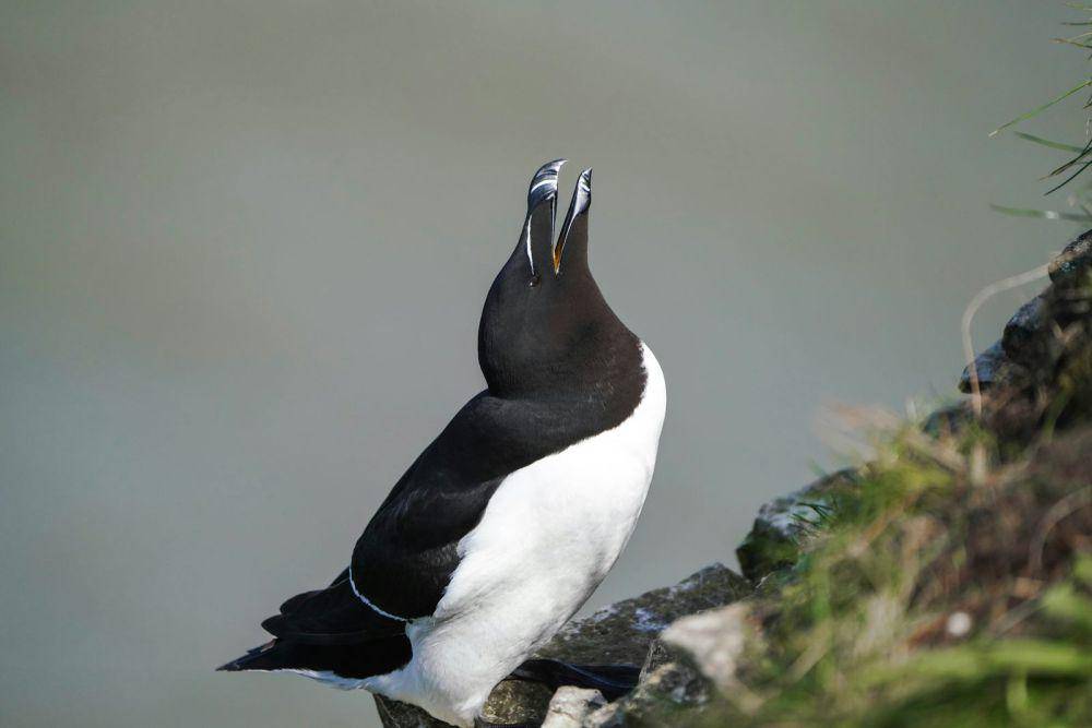 burung Razorbill (unsplash.com/YomexOwo)