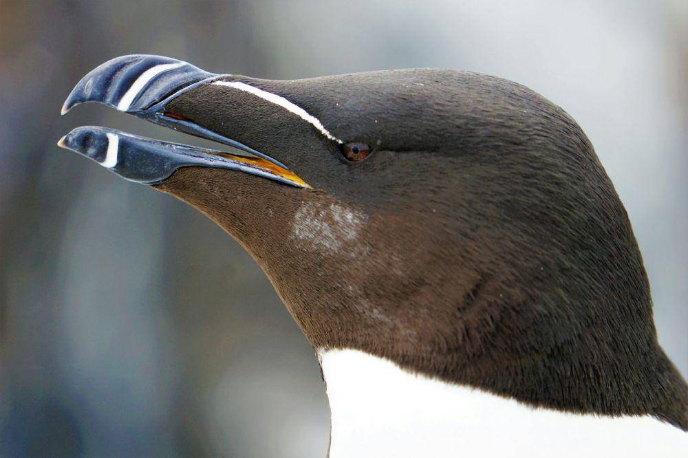 paruh burung Razorbill (unsplash.com/SarahKilian)