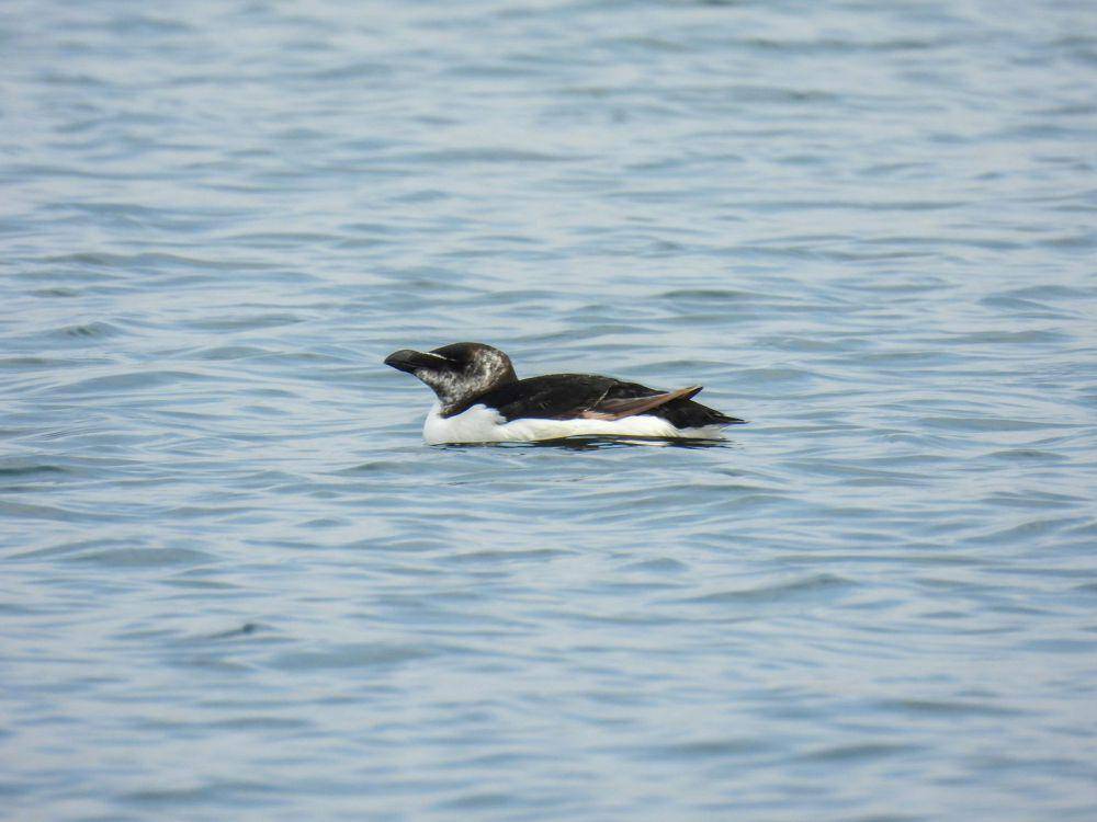 burung Razorbill (unsplash.com/AnastasiyaDragun)