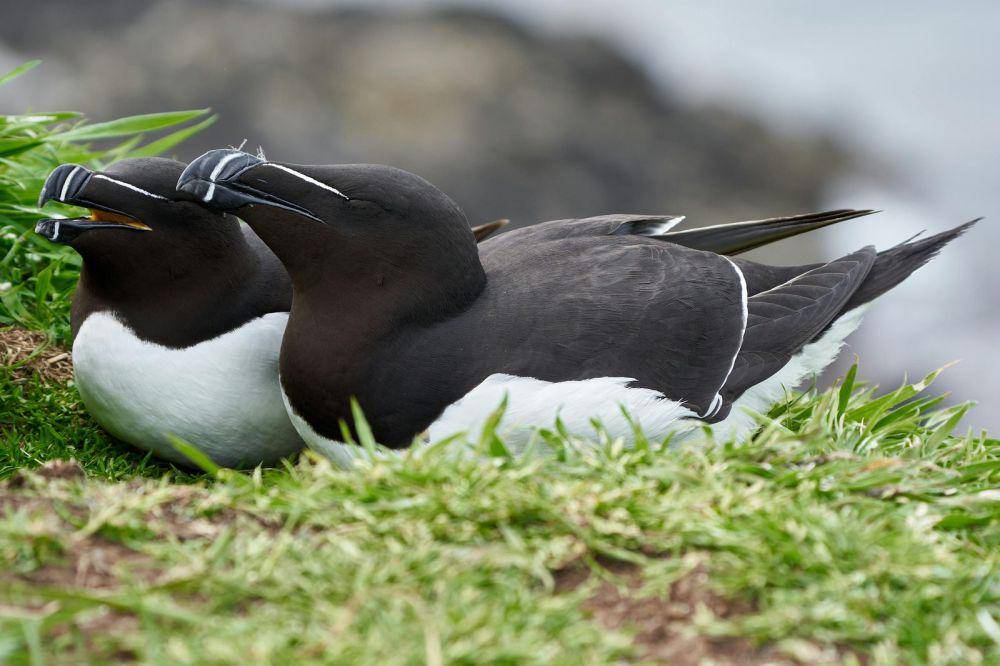 burung Razorbill (pexels.com/RobertPügner)