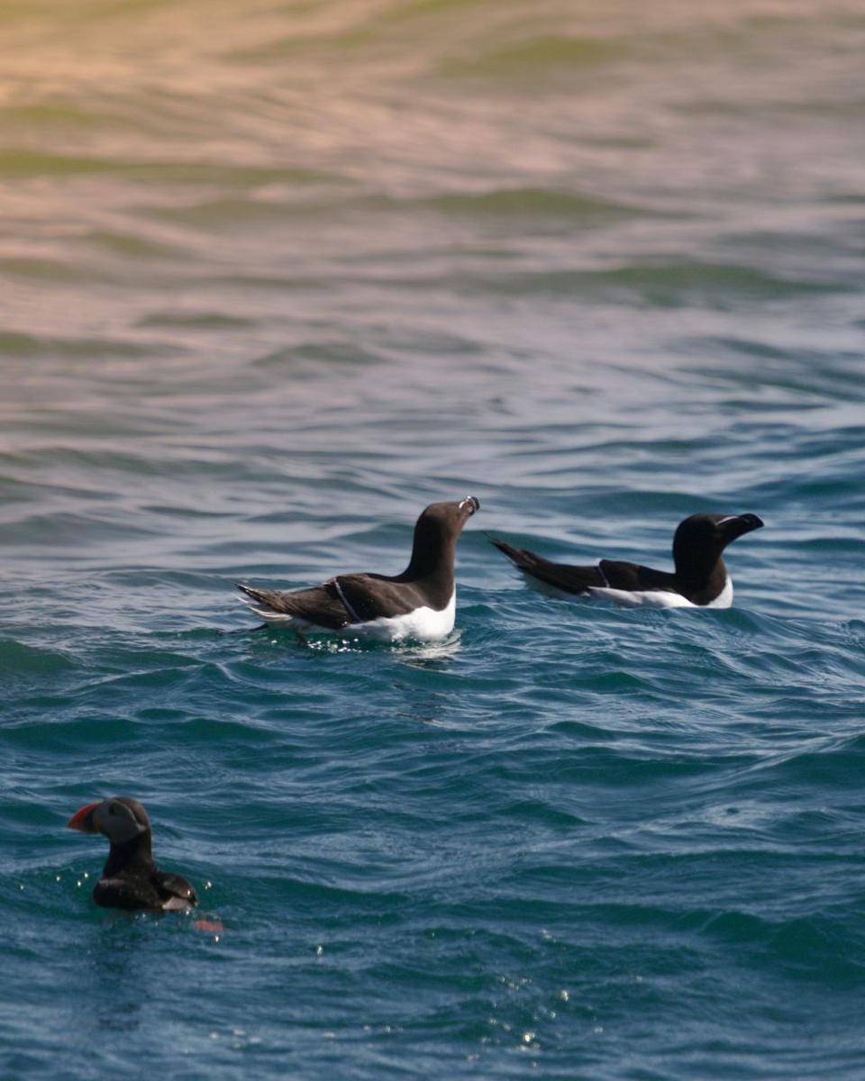 burung Razorbill (unsplash.com/NicolasDC)