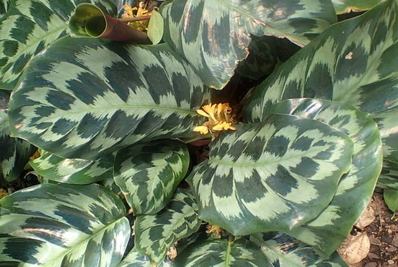 potret calathea (commons.wikimedia.org/Krzysztof Ziarnek, Kenraiz)