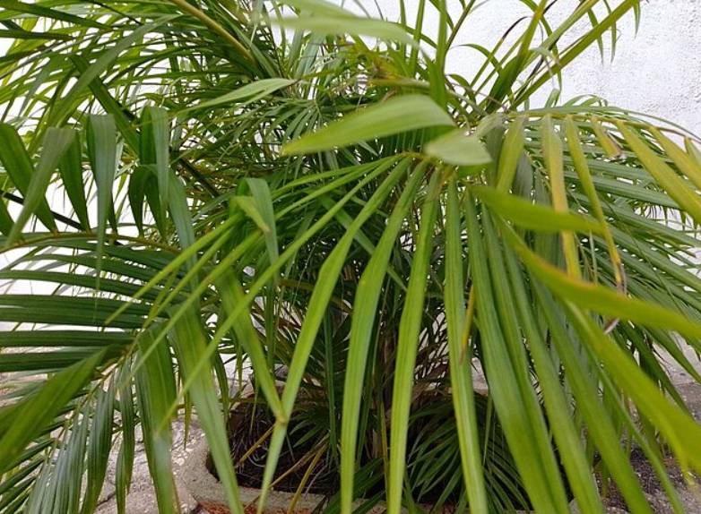 potret dypsis lutescens (commons.wikimedia.org/Azogbonon)