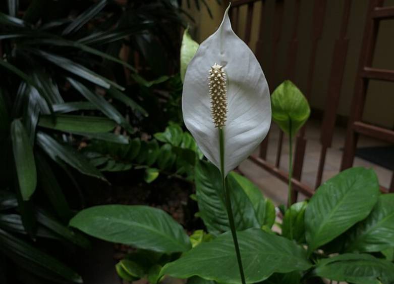 potret peace lily (commons.wikimedia.org/Dinesh Valke)