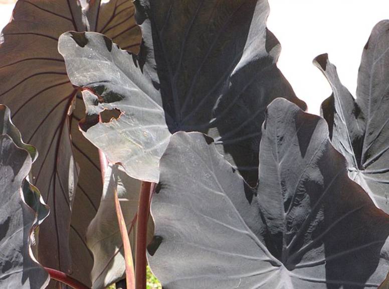 potret colocasia esculenta (commons.wikimedia.org/Forest and Kim Starr)
