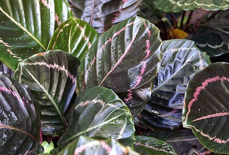 potret calathea roseopicta (commons.wikimedia.org/David J. Stang)