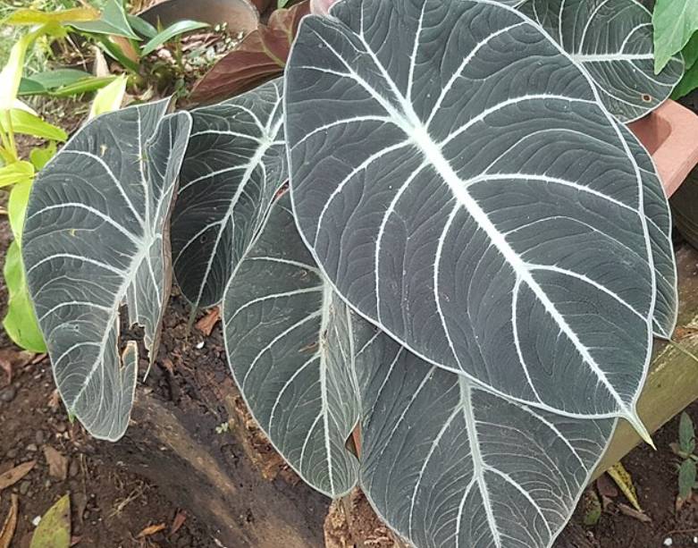 potret alocasia reginula (commons.wikimedia.org/Obsidian Soul)