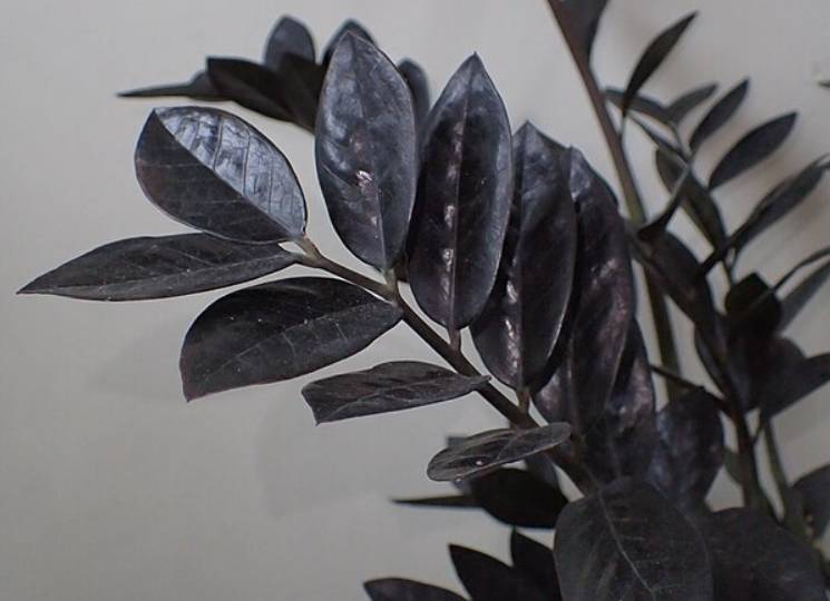 potret zamioculcas zamiifolia (commons.wikimedia.org/Krzysztof Ziarnek, Kenraiz)