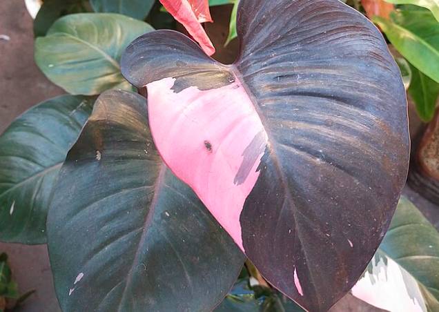 potret philodendron erubescens (commons.wikimedia.org/Srikandi73)