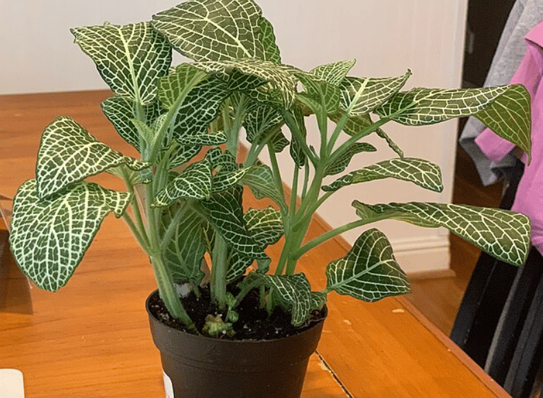 potret fittonia albivenis (commons.wikimedia.org/Why can't i get a cow)