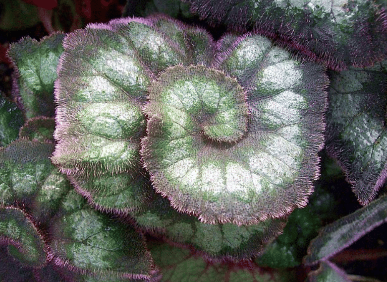 potret begonia rex (commons.wikimedia.org/Nemracc)