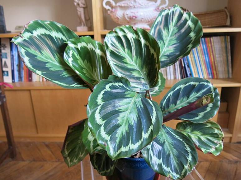 potret maranta leuconeura (commons.wikimedia.org/Tangopaso)