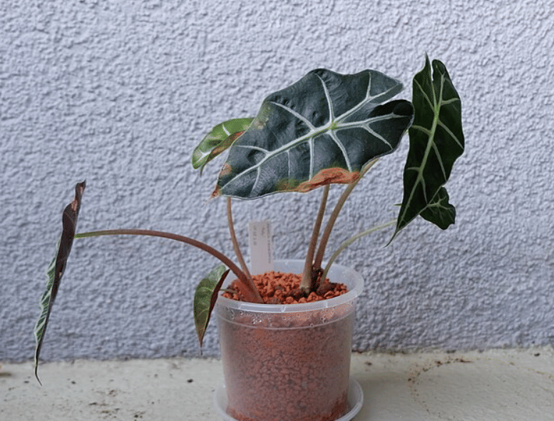 potret alocasia polly (commons.wikimedia.org/Tim Kortekamp)