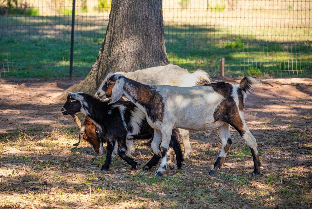 Daftar Harga Kambing Kurban 2025 untuk Idul Adha, Lengkap!