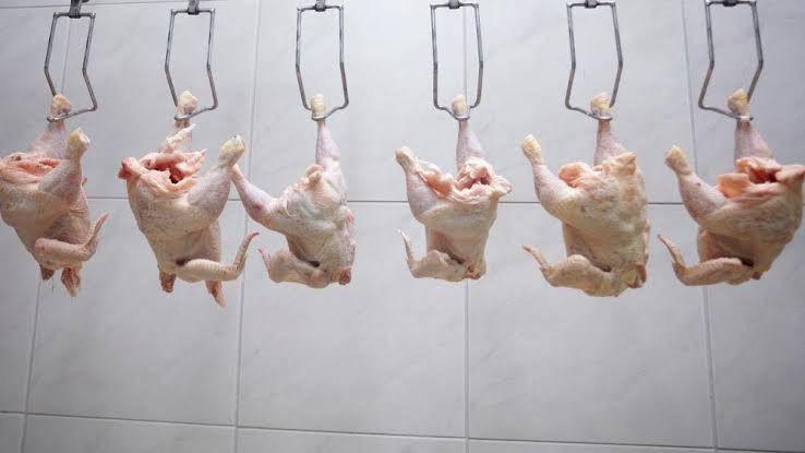 Miris, Atlet Binaraga Kabupaten Malang Mengkonsumsi Ayam Tiren