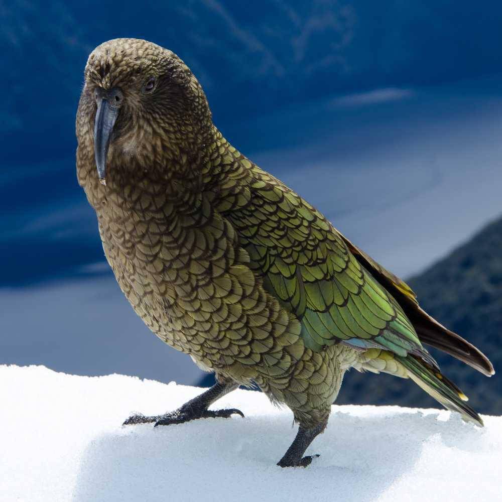 Ilustrasi kakapo, burung nokturnal dari Selandia Baru (freepik.com/wirestock)