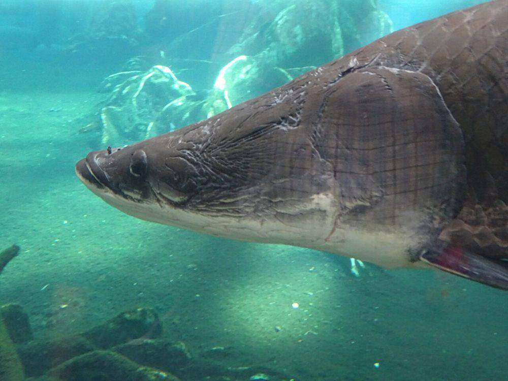 Ikan arapaima (commons.wikimedia.org/Ad Meskens)