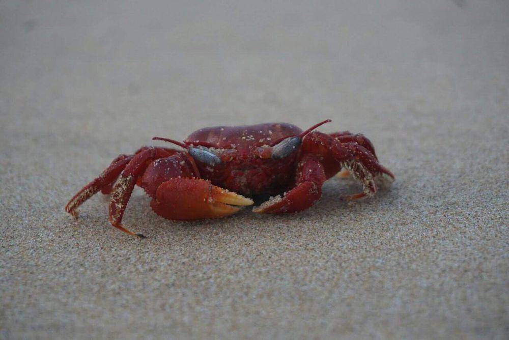 Kepiting, salah satu hewan bertubuh keras (commons.wikimedia.org/Biswajit Pradhan)