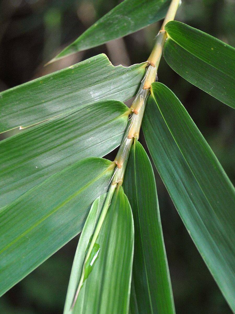 Ilustrasi Daun Bambu (https://id.m.wikipedia.org/)